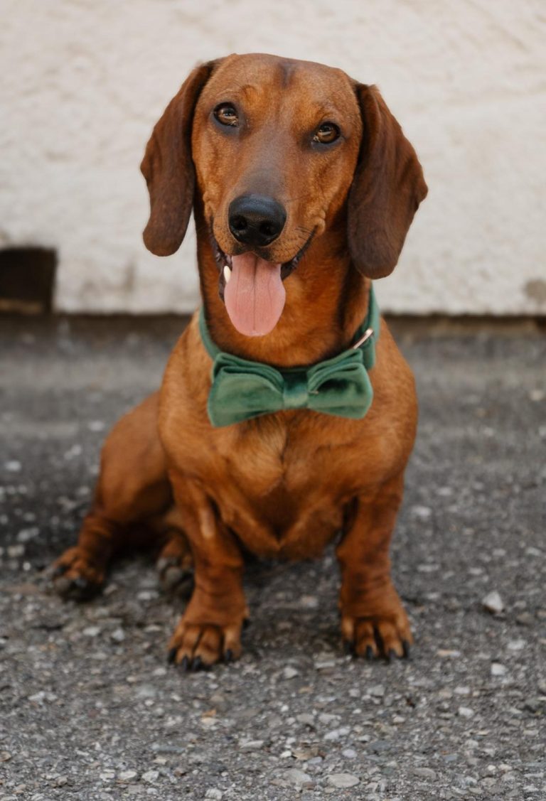 Sir Alois von Buchenbühl